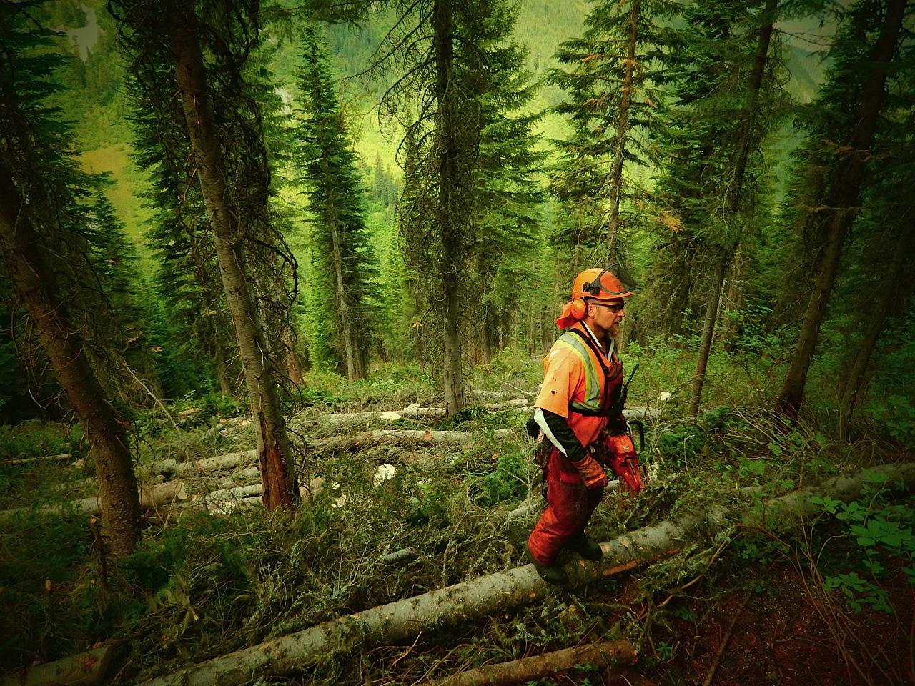 Summer Glading Makes Great Tree Skiing
