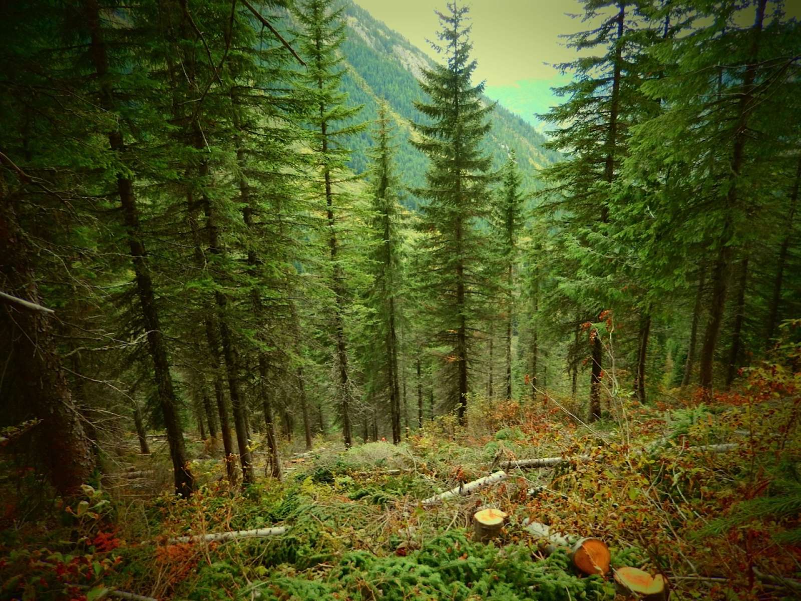 Photograph from Summer Glading Makes Great Tree Skiing