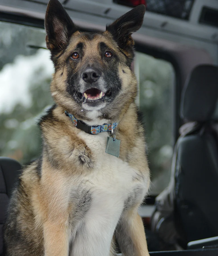 Pet-Friendly Stays at Island Lake