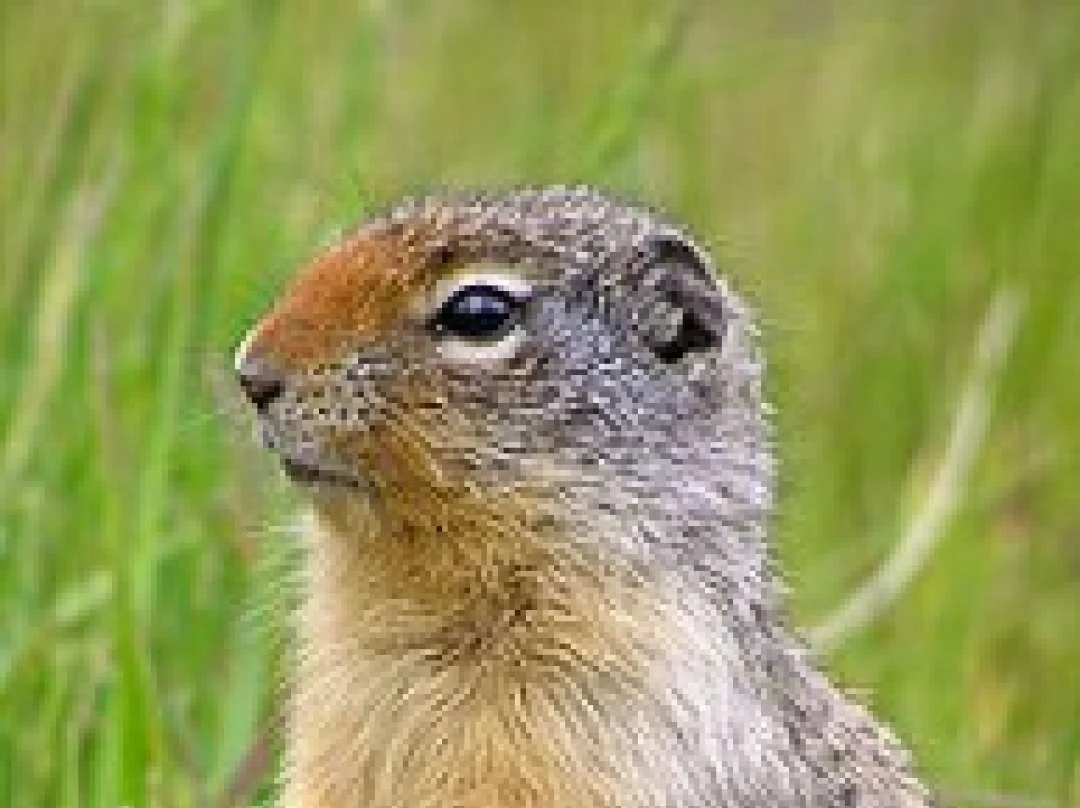 Wildlife & Nature at Island Lake