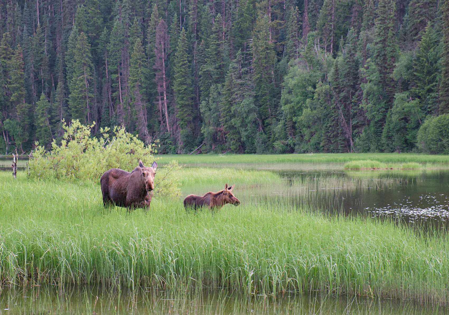 A moose cow and calf beside the water