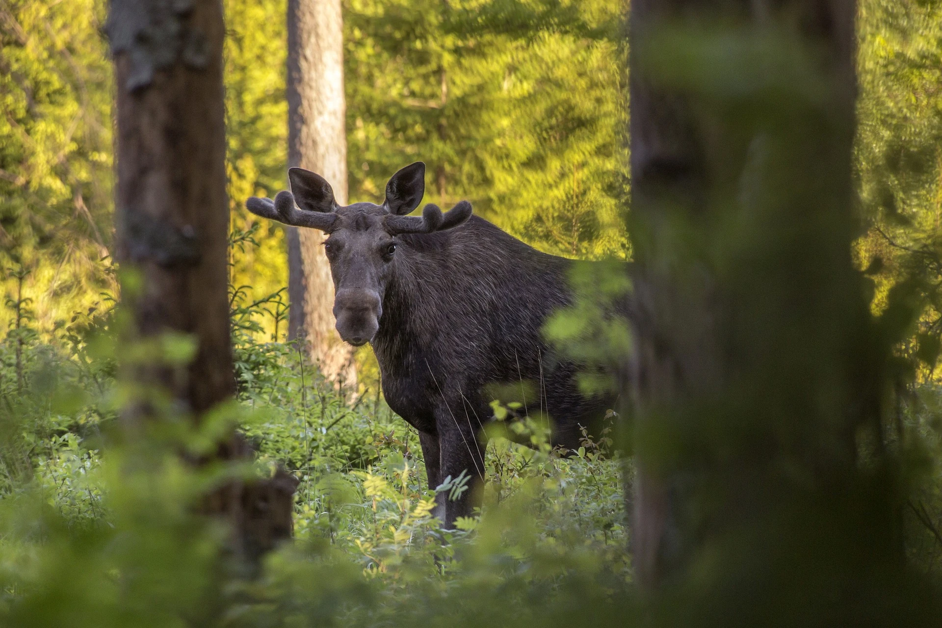 A moose among mature forest trees