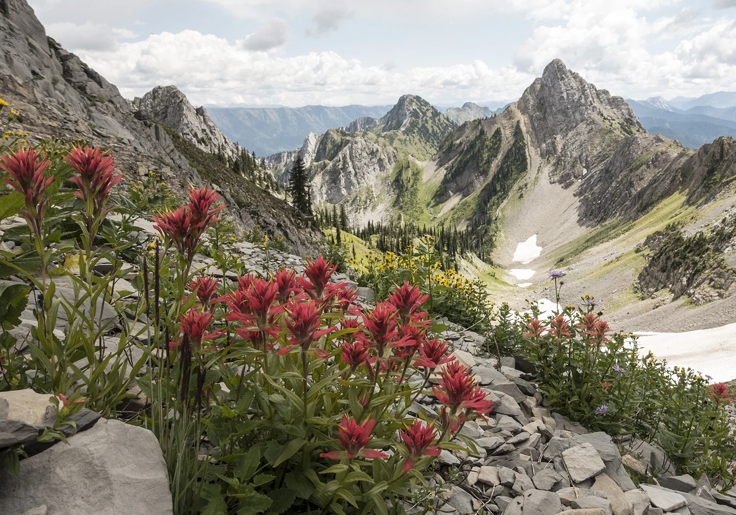 Wildflowers in the alpine above Island Lake