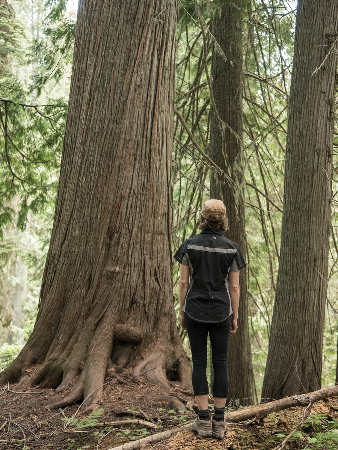 A hiker beneath towering old-growth cedars at Island Lake